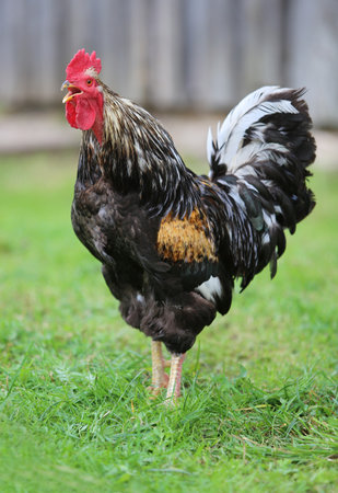 cock. Beautiful Rooster Colorful chicken farm, shooting outdoors.. Homemade poultry. Rustic look.の写真素材