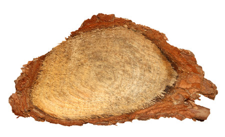 Wood log slice cutted tree trunk isolated on white, top view.の写真素材