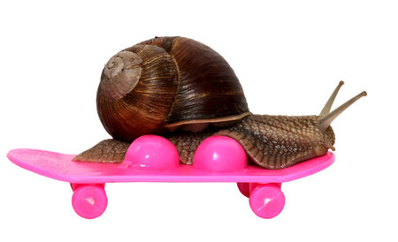 Speedy snail like car racer. Concept of speed and success. Wheels are blur because of moving. Grape Snail riding on a skateboard, isolated on white background.の写真素材
