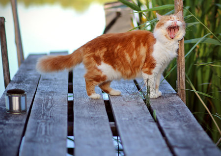 Cat in Green Grass in Summer. Cat fishing, lake, bridge, asking for fish.の写真素材
