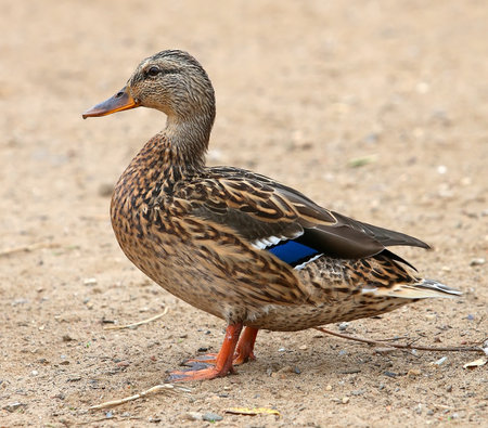 Closeup of a drake, Female Mallard, wild duck shooting outdoors.の写真素材