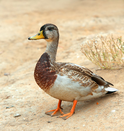 Mallard Duck, wild duck shooting outdoors. Closeup of drakeの写真素材