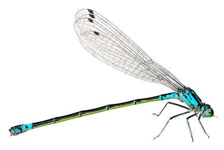 Blue Dragonfly Isolated on white background. Macroの写真素材