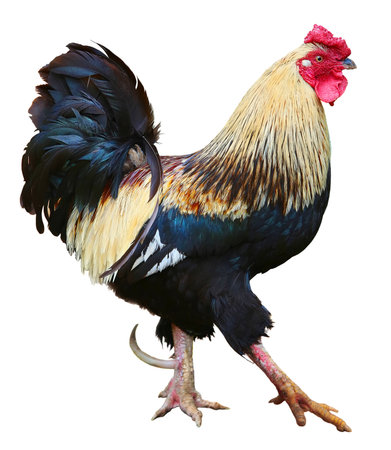 Colorful beautiful male Rooster isolated on white backgroundの写真素材