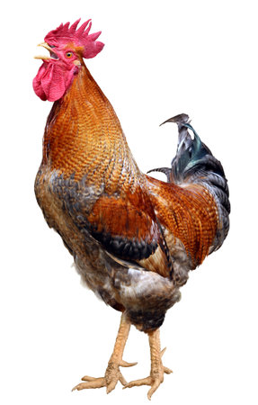 Colorful Rooster Brown hen isolated on white backgroundの写真素材
