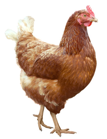 Beautiful Brown hen isolated on white background.の写真素材