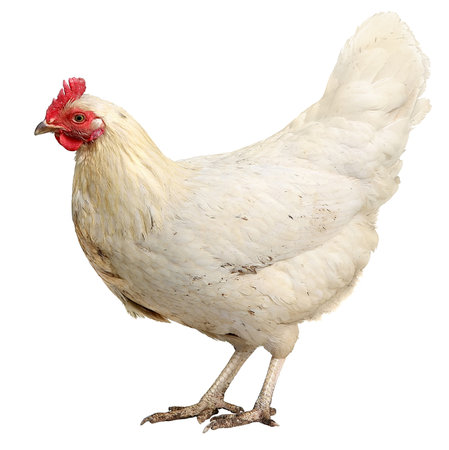 Beautiful White hen isolated on white background.の写真素材