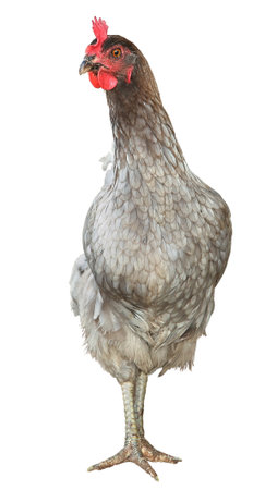 Beautiful chicken hen isolated on white background.の写真素材