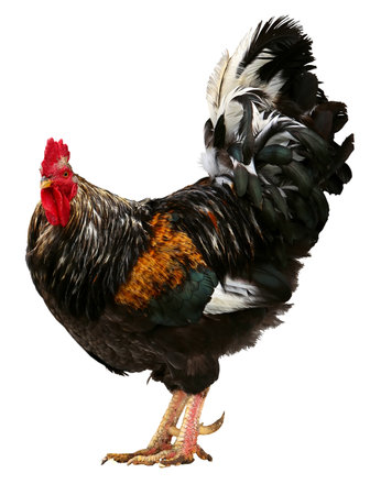 Colorful beautiful male Rooster isolated on white backgroundの写真素材