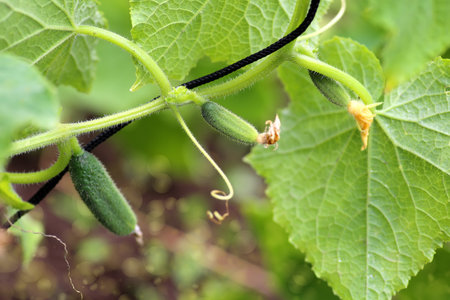 Young plant cucumber with yellow flowers. Juicy fresh cucumber close-up macro on a background of leavesの写真素材