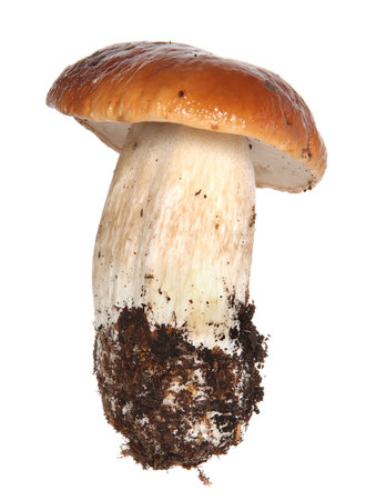 Boletus edulis isolated on white background. Close up. Mushroomの写真素材