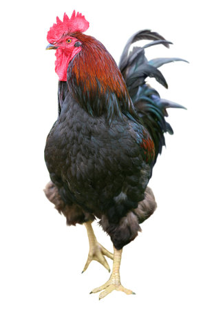 Colorful Rooster cock chicken isolated on white background .の写真素材