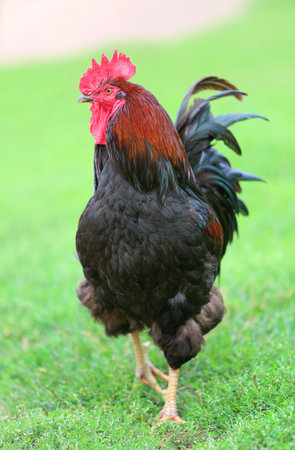 Colorful Rooster and Chickens. Free Range Cock and Hensの写真素材