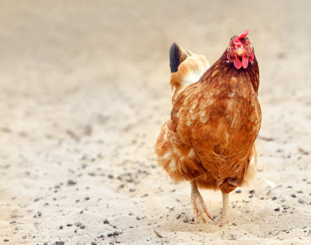 brown hen looking for food in the farm yard. Chickens. Free Range Cock and Hensの写真素材