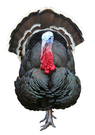 Colorful turkey isolated on the white backgroundの写真素材