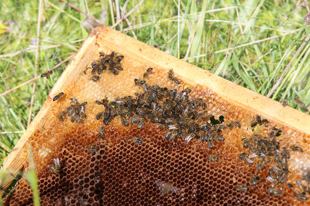 honey bees on honeycomb in apiary in late summertimeの写真素材