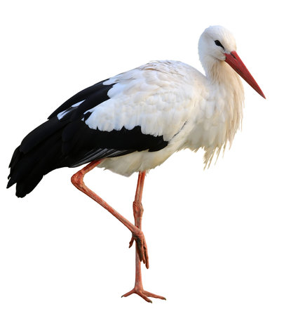 Stork isolated on white backgroundの写真素材