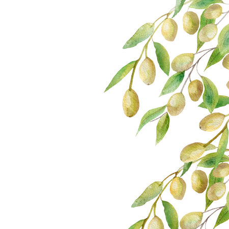 Beautiful lush watercolor banner with olive tree branches with ripe olive berries and green leaves. The composition of the olive tree Aquarelle for the background, texture, pattern wrapの写真素材