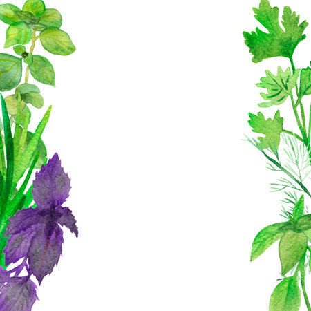 Watercolor banner of spicy plants. Green seasoning plants isolated on white background. Spicy herbs: Basil, coriander, rosemary, parsley, marjoram, for a beautiful design, with space for text.の写真素材