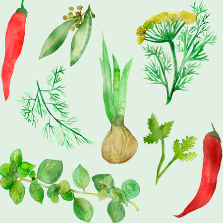Watercolor drawing of plants green coriander. Fragrant Cilantro seasoning, hand-drawn, isolated on white background, for beautiful design, with space for text.の写真素材