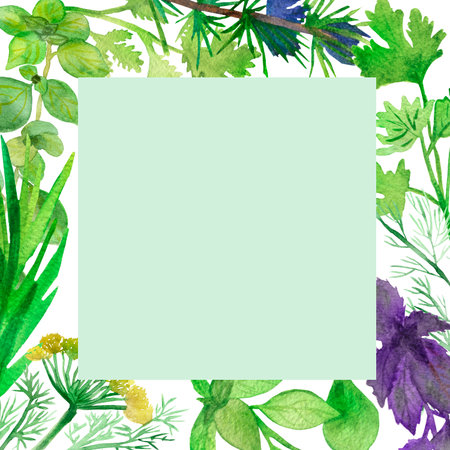 Watercolor square frame of spicy plants. Green condiments isolated on white background. Spicy herbs: Basil, coriander, rosemary, parsley, fennel, dill, marjoram, green onions for beautiful design, with space for text.の写真素材
