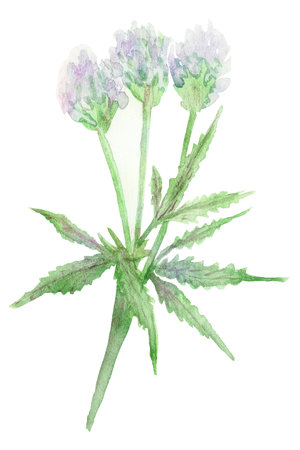 Watercolor painting of fenugreek plant. Fragrant seasoning, isolated on white background, for beautiful design, with space for text.の写真素材