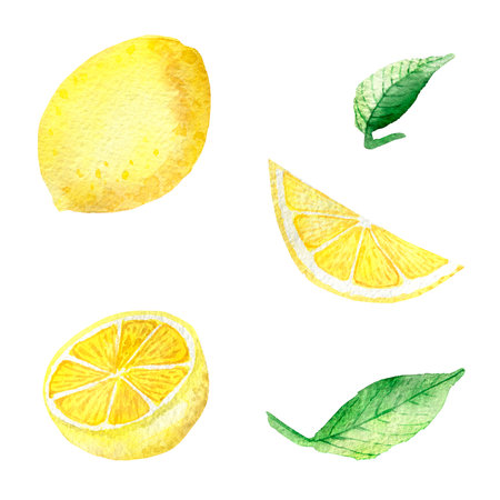 Watercolor painting banner of yellow lemons with green mint leaves isolated on white background. Watercolor hand painted illustration. Bright fruit and leaf pattern, Wallpaper or textile illustration, tropical exotic fruit for beautiful design, with space for text.の写真素材