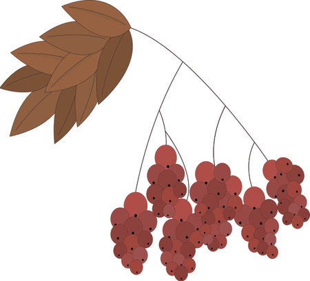 Vector hand painted nature autumn plant graphic illustration with red rowan berries on branch with orange leaves composition on the transparent background for design elementsのイラスト素材