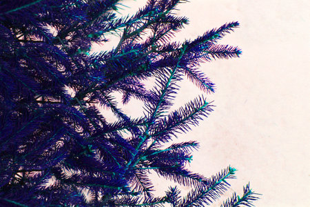 Christmas tree on a white background, tree and cones . Christmas background. beautiful natural winter background. pine branches covered with snow. Frozen tree branch in the winter forest. first snow. cold weather. beautiful background for design frame on a white background, evergreen branches, white snow.High quality photoの写真素材