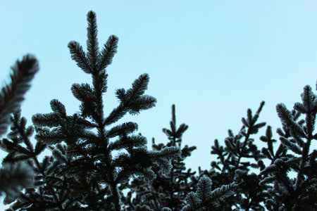 Christmas tree on a white background, tree, and cones. Christmas background. beautiful natural winter background. pine branches covered with snow. Frozen tree branches in the winter forest. first snow. cold weather. beautiful background for design frame on a white background, evergreen branches, white snow.High quality photoの写真素材