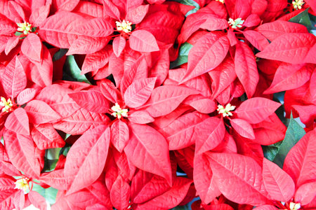 Bright red poinsettia plant, houseplant for the Christmas season. Christmas traditional red flower full of Christmas seasonal flowers and plants in a garden shop. banner sizeの写真素材