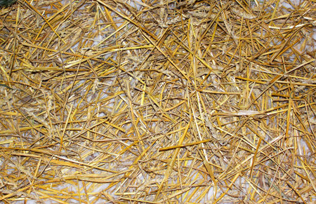 a big pile of old yellow hay straws on the ground Hay. Hay Bails. Seamless texture hay, straw. Hay Background. Straw pile isolated on white background, viewの写真素材