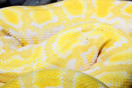 Brown snake skin, animal print fabric texture background. Close up view of Python Ball body, snake...