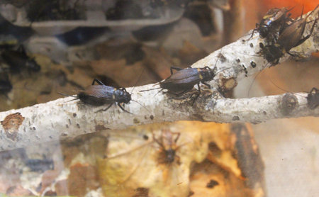 Two cockroaches on a piece of tropical fruit. Huge, ugly and terrible mustachioed cockroaches crawl...