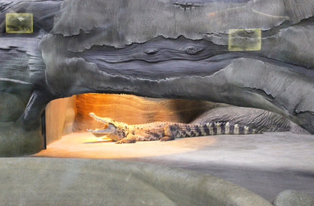 Crocodile in the faithful with export value as food, leather, precious metals in bags, trade, photoの写真素材