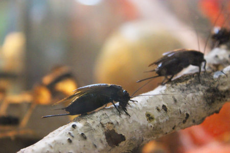 Two cockroaches on a piece of tropical fruit. Huge, ugly and terrible mustachioed cockroaches crawl...