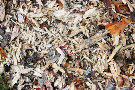 Sawdust or wood dust texture background. Oblong sawdust after woodworking. Wood background. Wood...