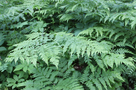 Natural green fern in the garden with a dark background. Close-up. Floral plants outdoors. Beautiful green. A trail in the forest in a beautiful spring landscape. Walking path in a mixed forest. A calm walk through the forest with paths, healthy green leaves on the trees on either side. High quality photoの写真素材