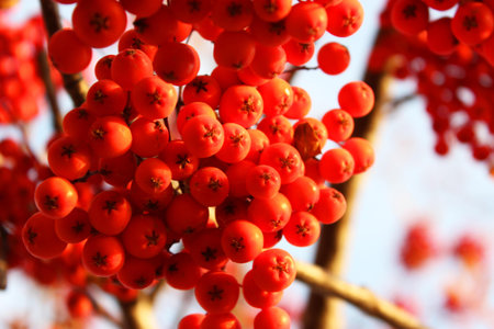 red bunches of mountain ash on bush branches Autumn red berries on a tree against a bright blue sky Bunches of red mountain ash on a bare tree in autumn or winter. Bush with wet red berriesの写真素材
