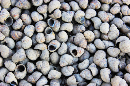 Beautiful gray seashell on the beach close up Small seashells as background ... View from above. Close up.の写真素材