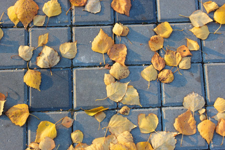 Concrete or cobble gray square pavement slabs or stones for floor, wall or path. Traditional fence, court, backyard or road paving.の写真素材