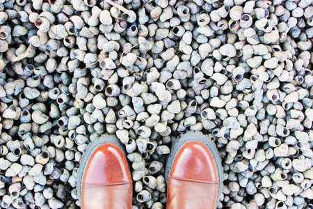 Beautiful gray seashell on the beach close up Small seashells as a background with legs in brown boots with black soles on the beach lying on seashells ... View from above. Close up.の写真素材