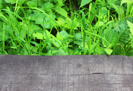Natural green fern in the garden with a dark background. Close-up. Floral plants outdoors. Beautiful green.の写真素材