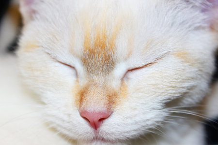 cute beautiful white cat with blue eyes. fluffy white fur. red ears and tail. sits on a bright background and looks at the camera with big eyes Surprised cat face. Blur the cat's face Copyspace. Macro photo. The concept of pets. Scottish or British cat. High quality photoの写真素材