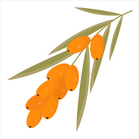 Sea-buckthorn branch with leaves isolated on whiteのイラスト素材