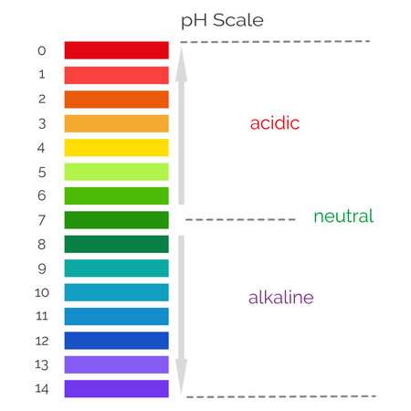 Vertical pH scale for measuring acid alkaline balance. Chemical value test. Infographics with indicator chart. Vector illustrationのイラスト素材