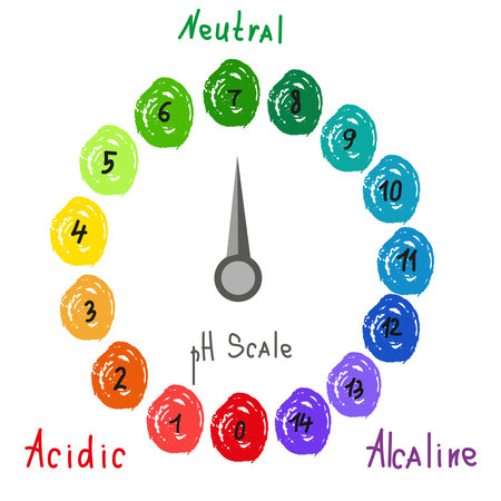 Round pH scale for measuring acid alkaline balance. Chemical value test. Doodle infographics with indicator chart. Hand drawn vector illustrationのイラスト素材