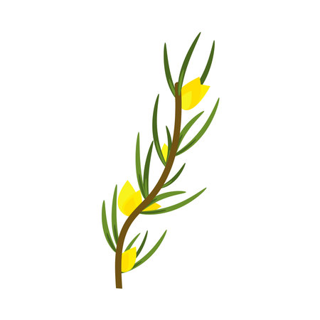 Rooibos branch with leaves and yellow flowers. Plant for making red tea.のイラスト素材