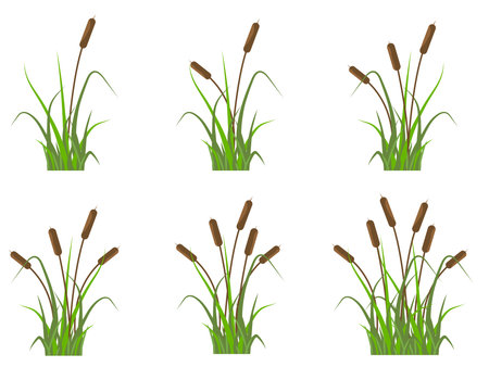 Reeds icons set, plants on the river in the green grass. Simple flat vector illustration isolated on white backgroundのイラスト素材