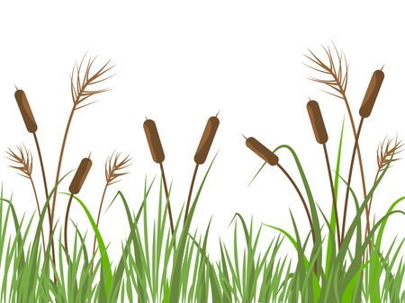Nature background with reeds and grass. River landscape with plants on white background. Flat vector illustration.のイラスト素材